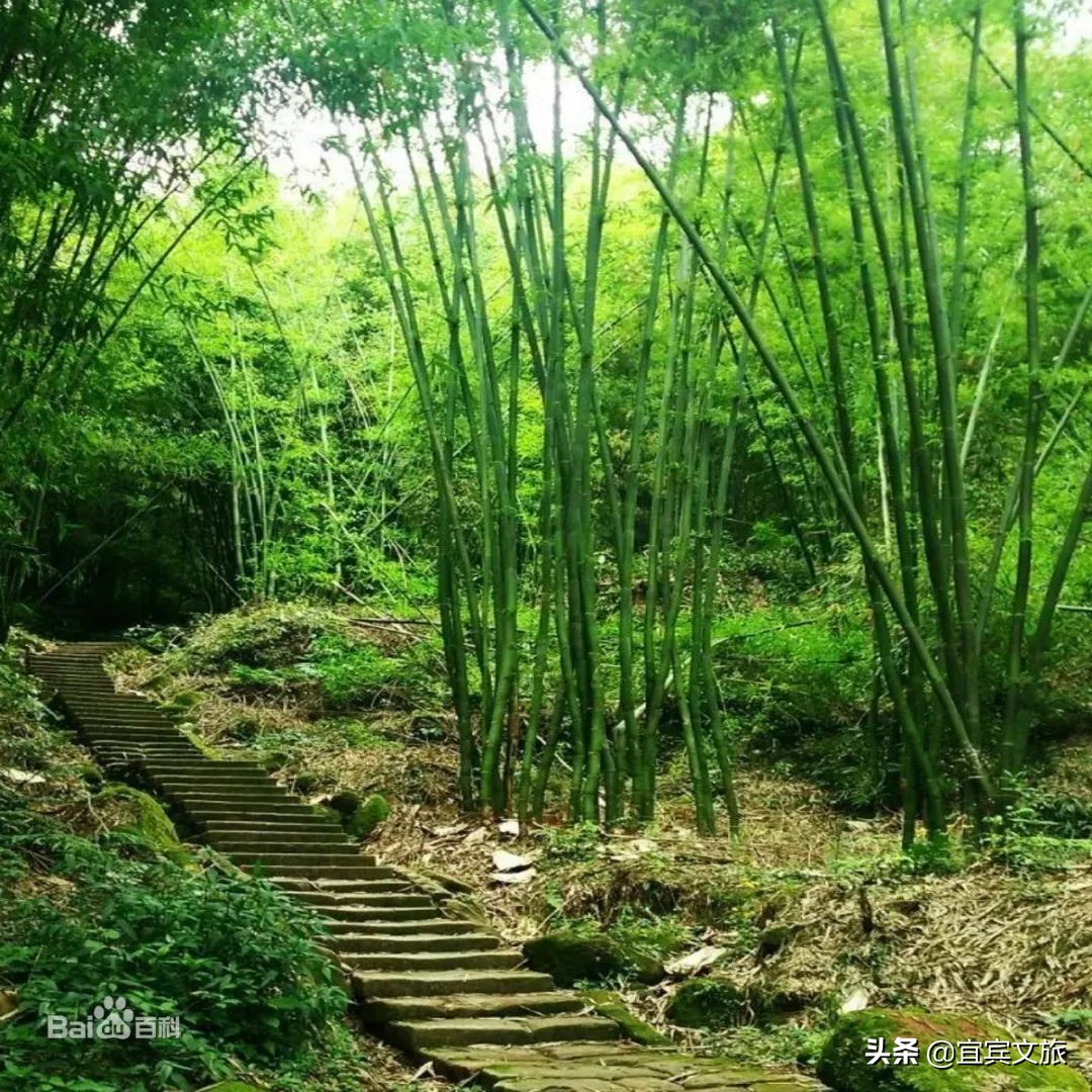 国内赏竹,中国人赏竹