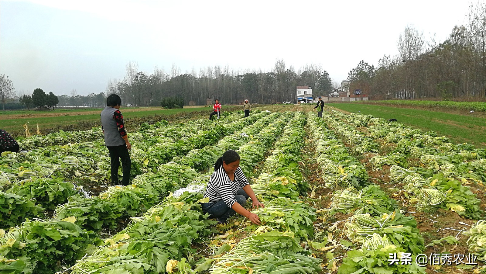 冬天不怕冻的蔬菜有哪些,南方冬天不怕冻的蔬菜