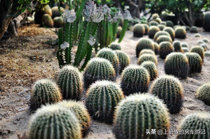 南通狼山一日游详细攻略图,夏天南通狼山一日游详细攻略