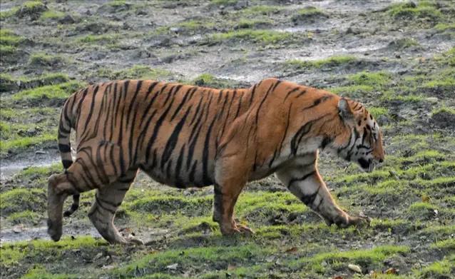 猫科战斗力天花板狮群,狮王猫科战力天花板