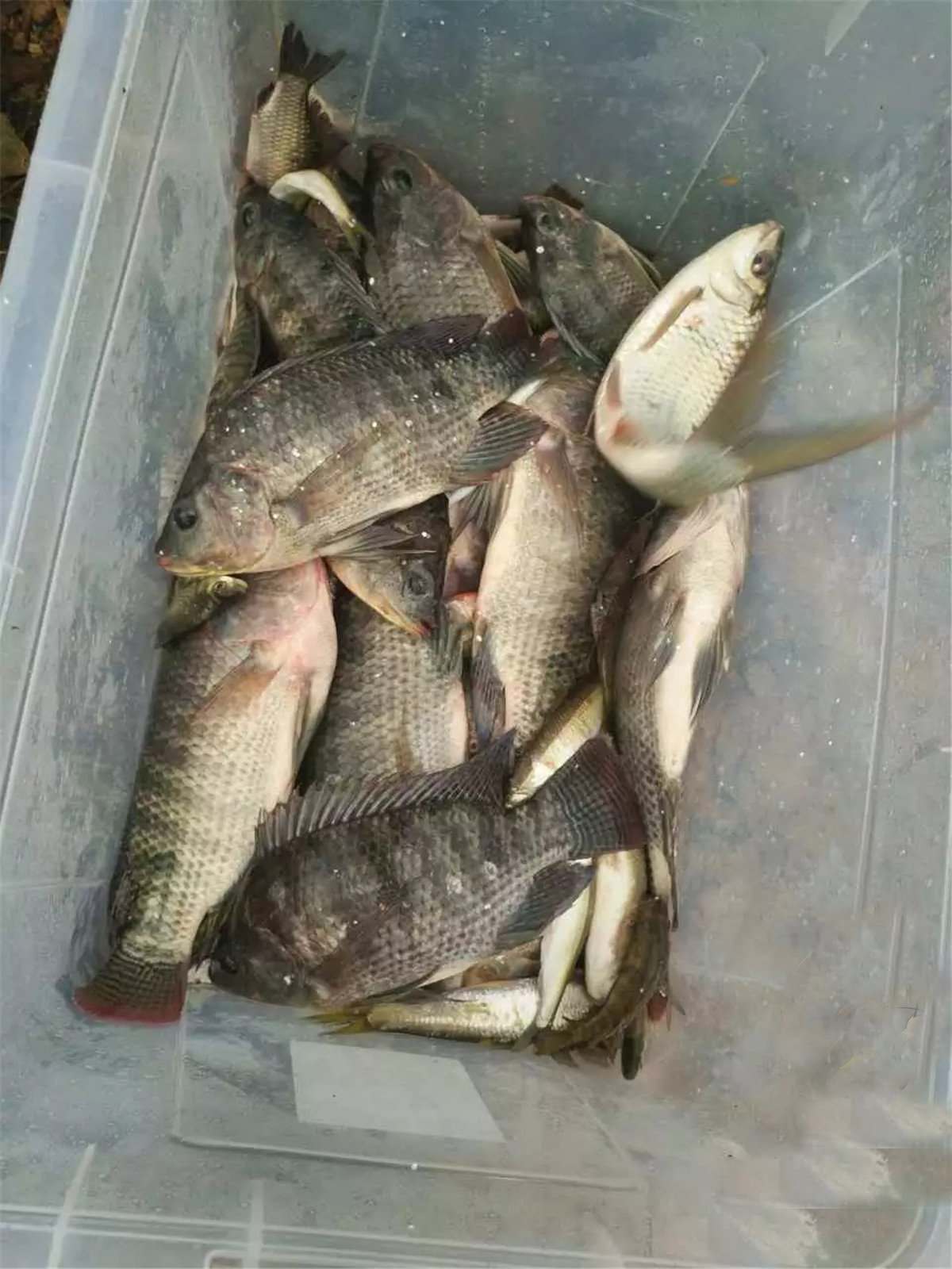 野钓大罗非鱼开饵料教程,野钓大罗非用什么饵料最好