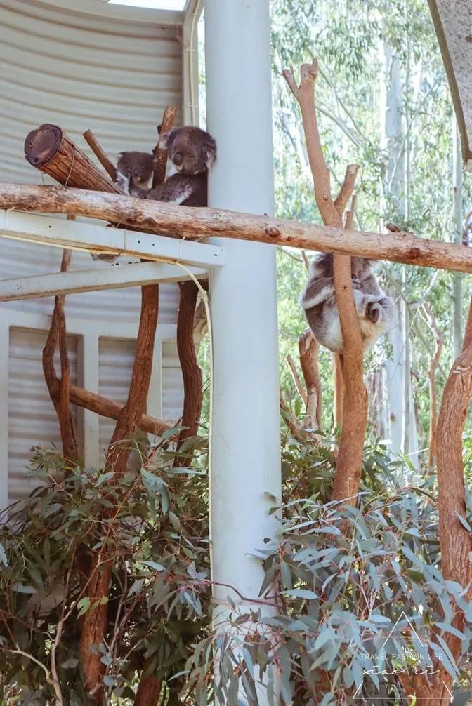 澳洲｜春意堪培拉，看袋鼠、品酒、赏花、住进动物的家