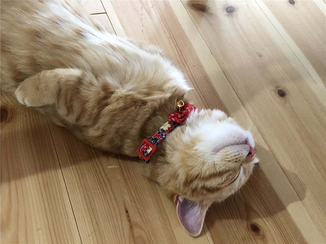 橘猫累到虚脱，四仰八叉躺在地板上呼呼大睡，网友：没电了