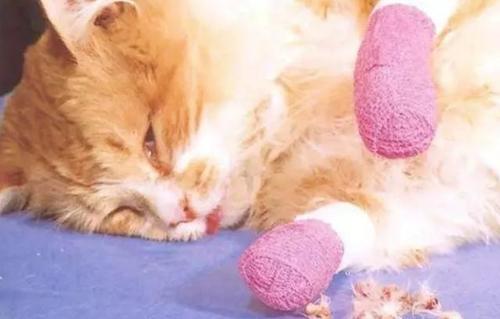 宠物整形手术背后的残忍你见过吗,宠物美容技术的手法有哪几种