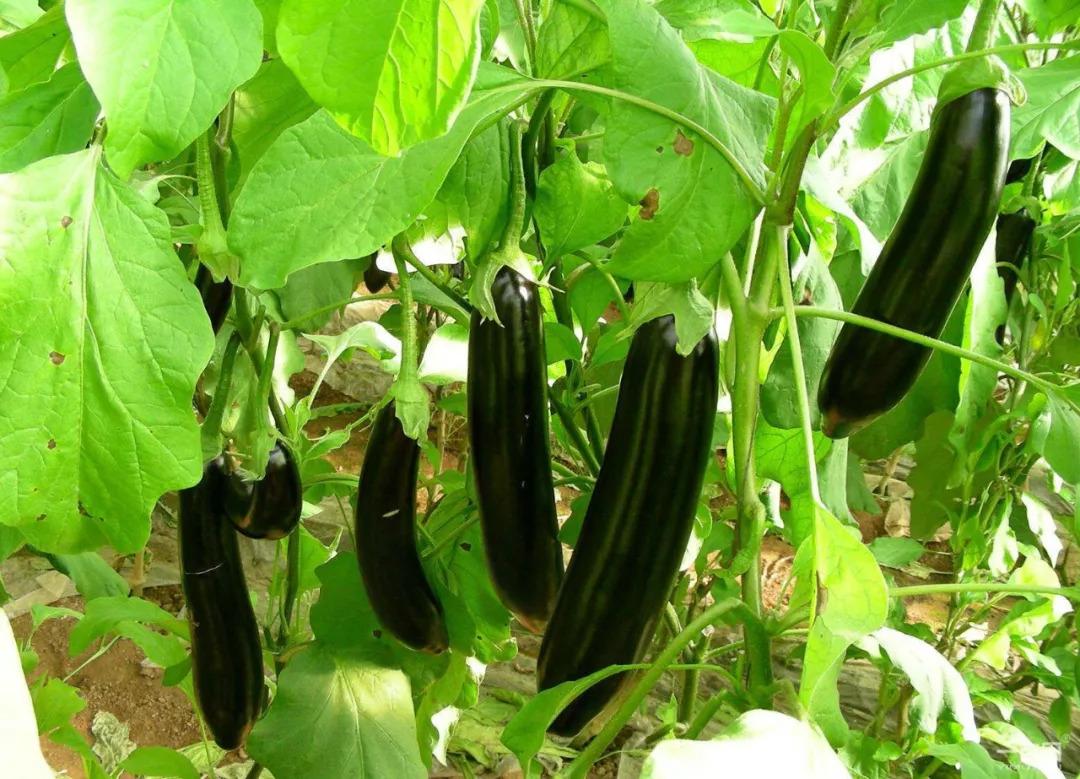 茄子细菌性的病害有哪些,茄子细菌性软腐病的原因