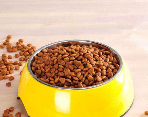 养狗新手入门必备知识,养狗知识大百科入门篇