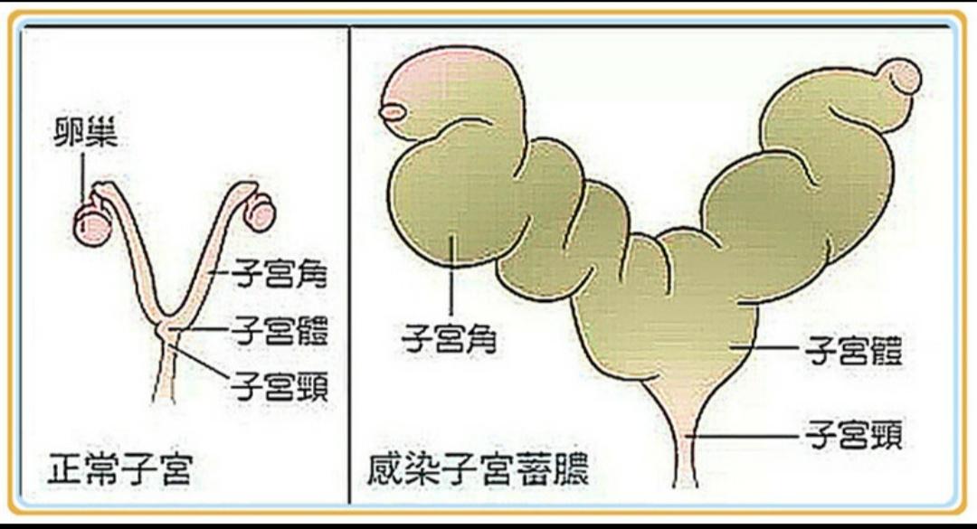 没绝育的代价｜母狗子宫蓄脓，了解了这些问题后再决定如何治疗