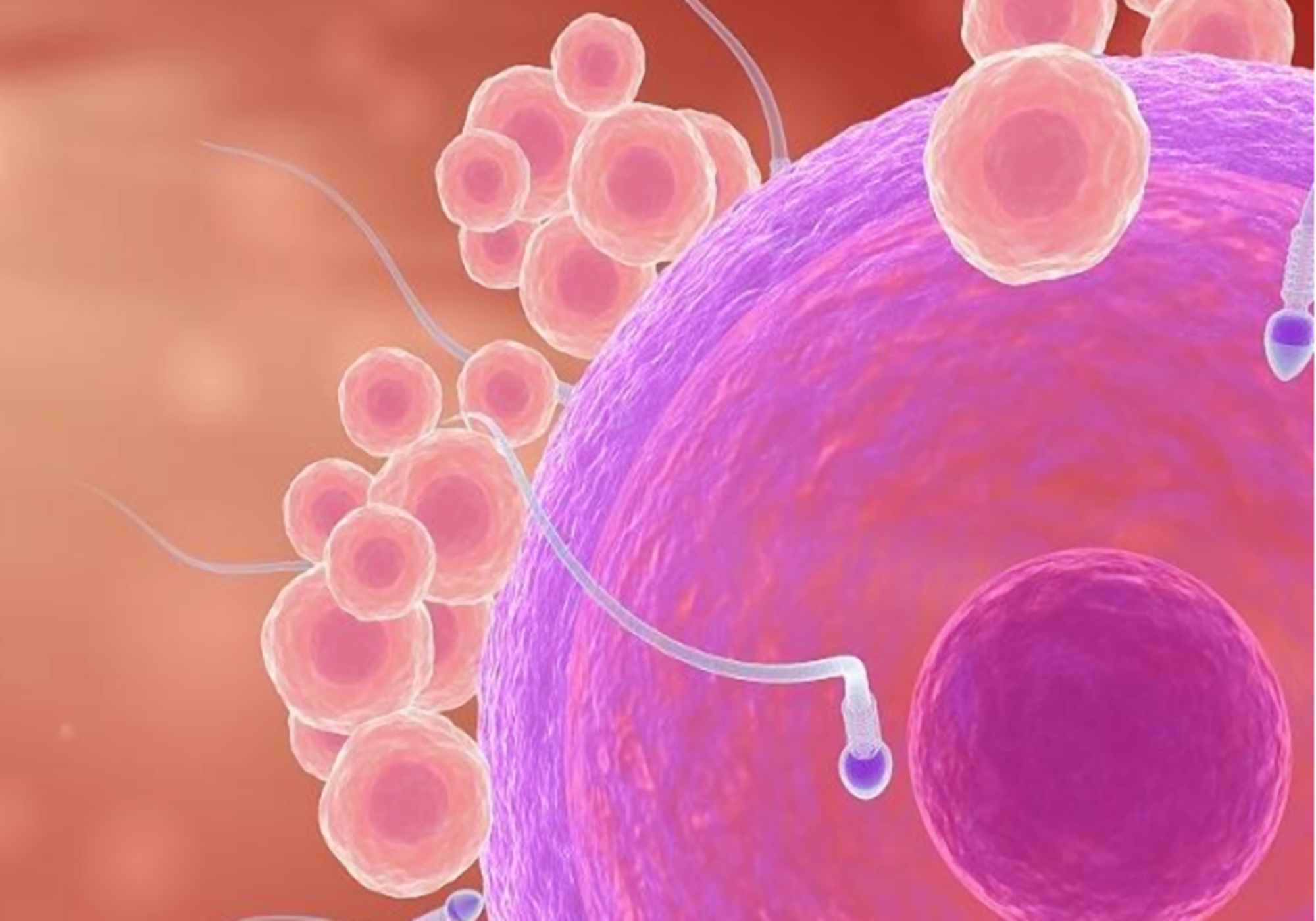 那些没找到卵子的精子,最后都去了哪?