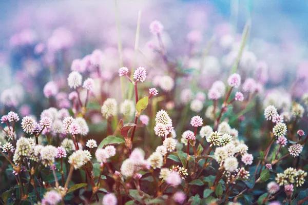 流年已陌岁月成殇全诗,流年已陌岁月静好