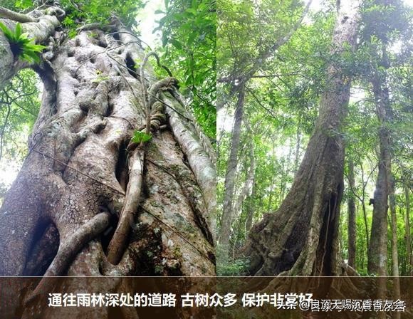 海南沉香特征图解,海南红土沉香味道和特征