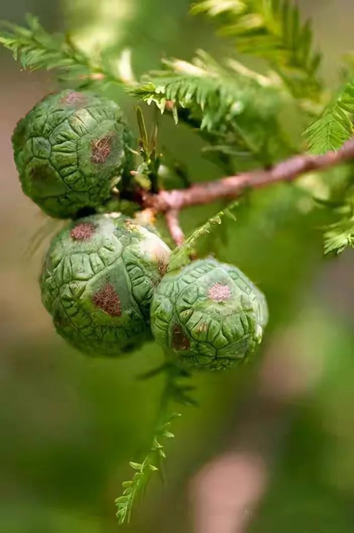 世界十大珍贵的植物图片,世界上罕见的名贵植物图片