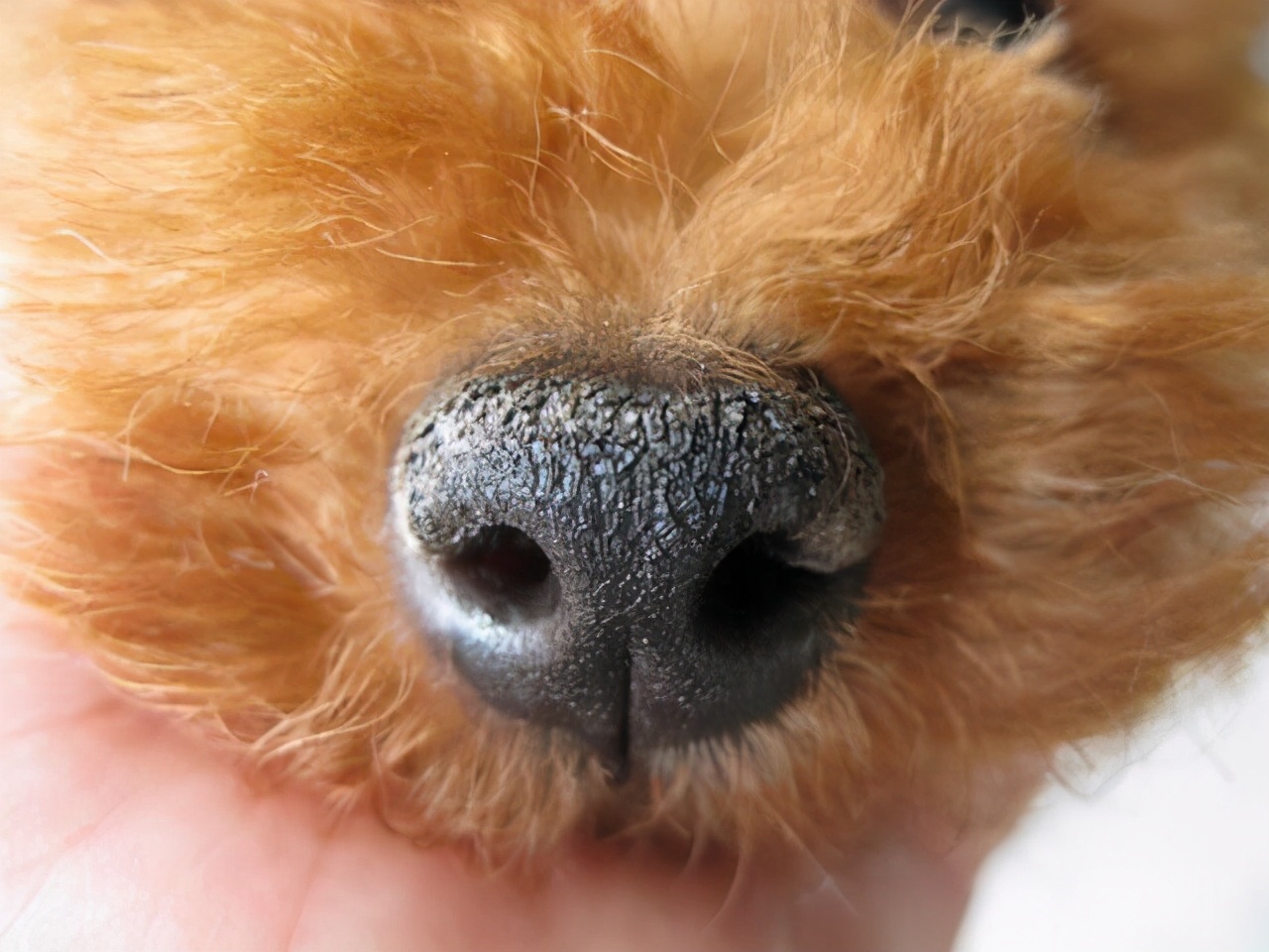 星期狗养狗,买狗攻略如何避免买到星期狗