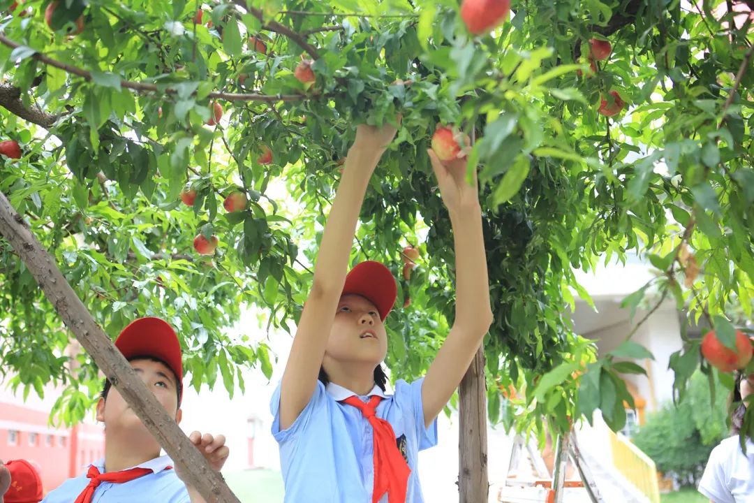 课后服务针对义务教育阶段吗,课后服务对教育教学的改变