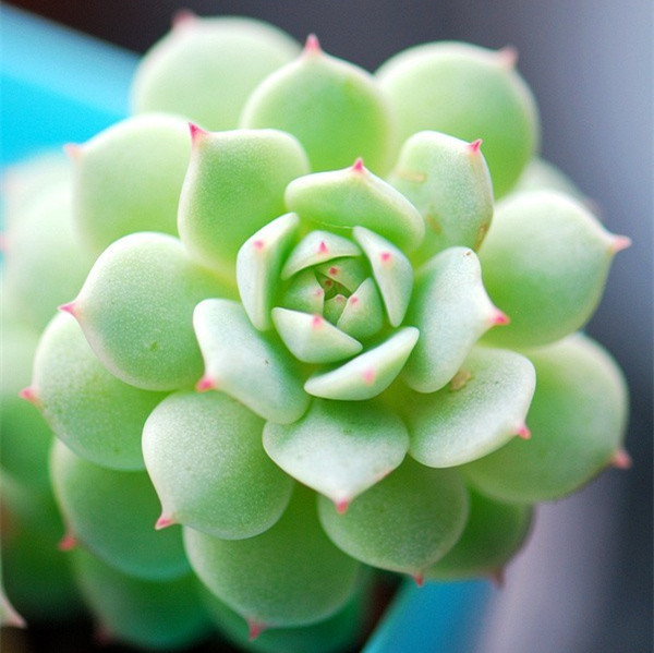 多肉早安图片大全,多肉大全100图