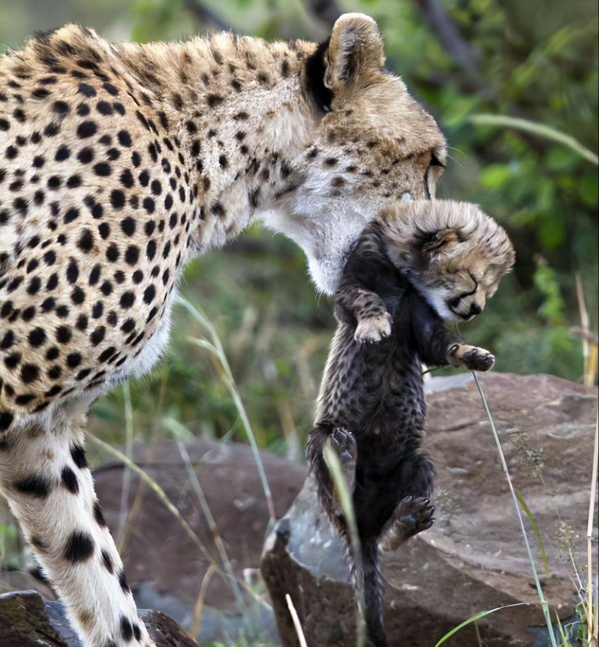 为什么人类一年四季都是发情期,人类发情期有规律吗