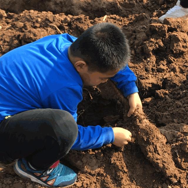 铁棍山药与普通山药哪种好吃,铁棍山药和小白嘴山药味道的区别
