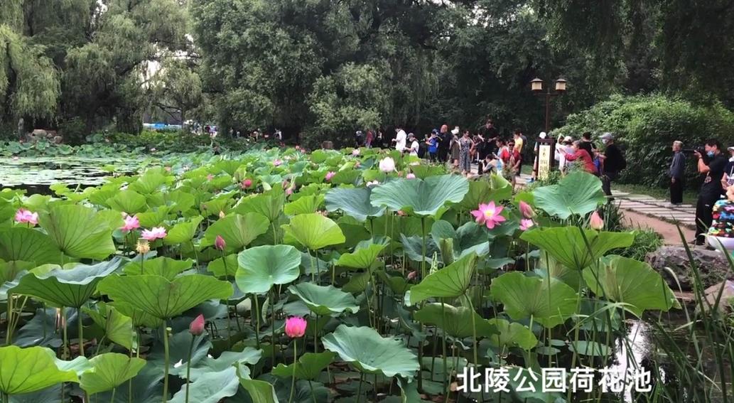 沈阳荷花花海,沈阳周边赏荷花