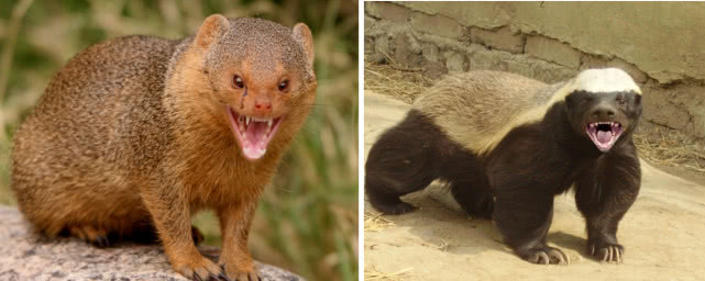 一种对毒液免疫，和平头哥一样好斗，交配时雄性暴打雌性的动物