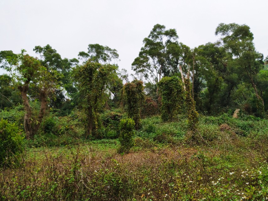 周日跟随珠海户外网板樟山游记