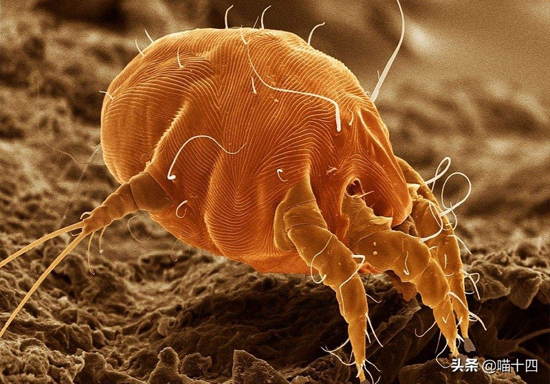 别让宠物医院榨干铲屎官的钱包——小毛病,不求人「外创篇-下」