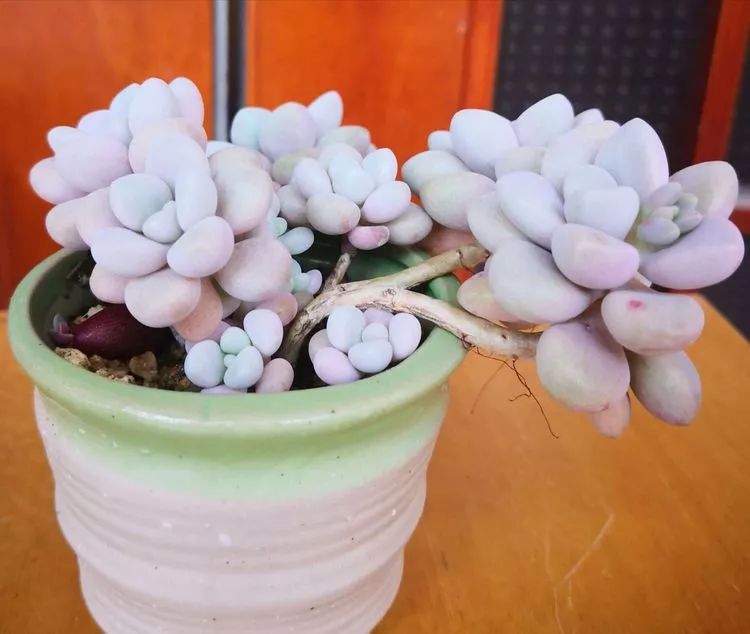 最美的20种多肉,15种最美的多肉