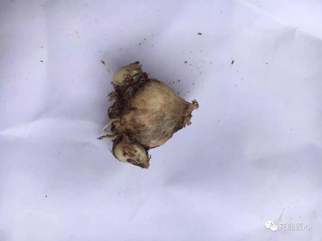 球根种植时间和方法,球根的养殖方法和注意事项