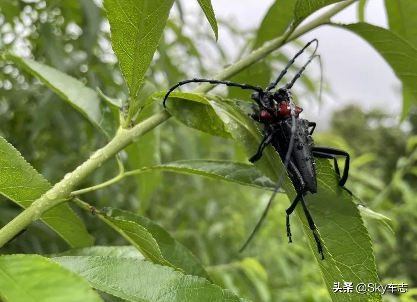 7天3000公里,宝马x57000公里发现烧机油