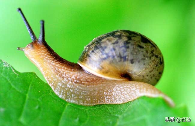 蜗牛吃什么食物怎么养,蜗牛吃什么食物图片简笔画