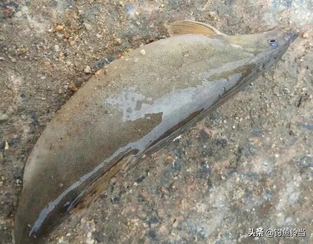 钓到一条怪鱼的视频,钓到一条怪鱼的图片