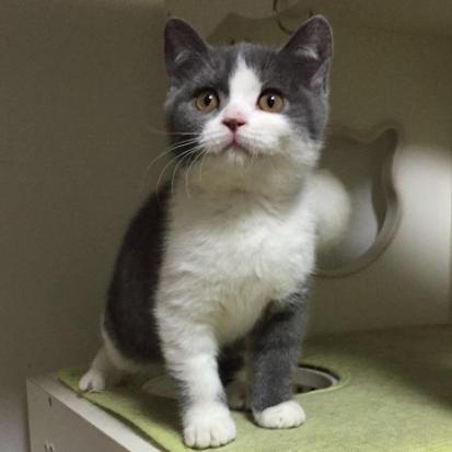 怎样买到纯血统美短,买纯种英短