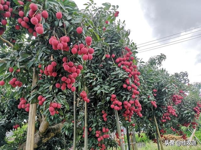中国荔枝之乡是广西灵山还是广东,广西钦州灵山县是中国荔枝之乡吗