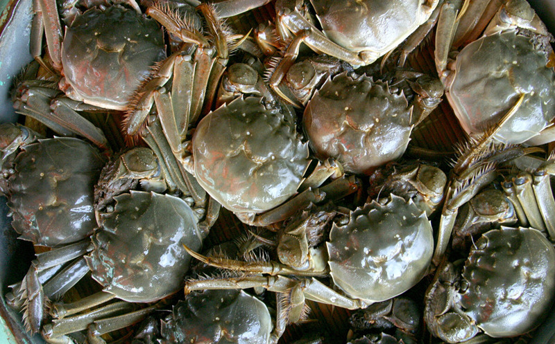 螃蟹怎么放冰箱保存最新,螃蟹怎么放冰箱保存好一点