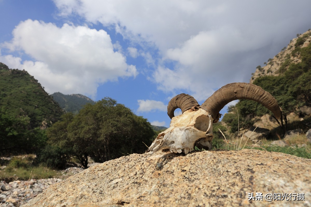 静谧森林和沙漠交界处,静谧森林红色石头
