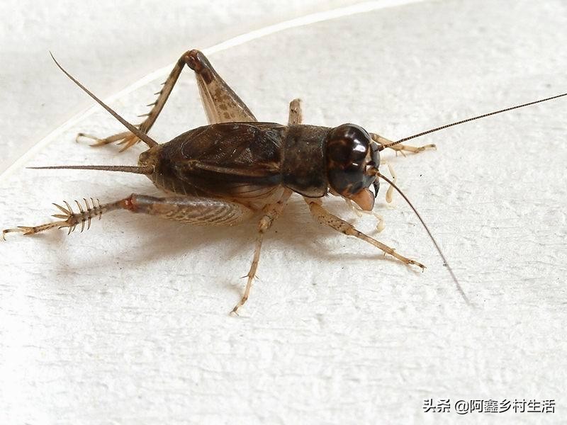 蟋蟀可以卖多少钱一只最便宜的,一个普通蟋蟀能卖多少钱