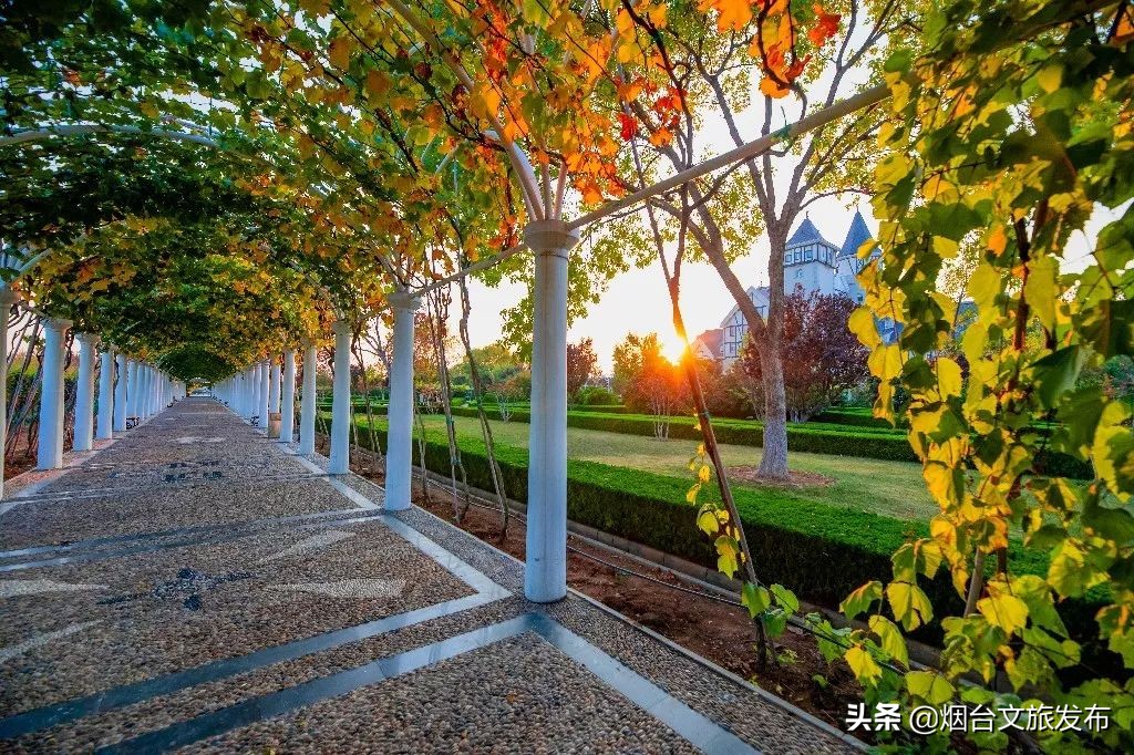 张裕卡斯特酒庄摘葡萄,张裕卡斯特酒庄750毫升定制