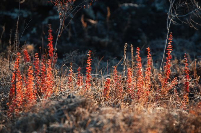 自驾呼伦贝尔|七千里路云和月,写给秋天和自己的故事