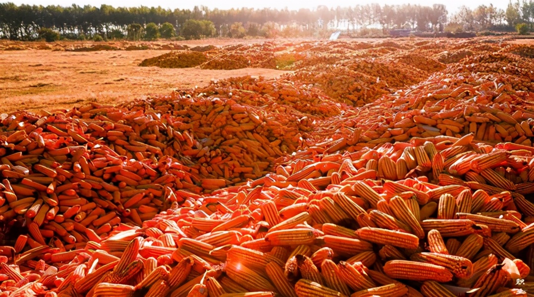 美国粮食价格危机,美国是如何操控世界粮价的