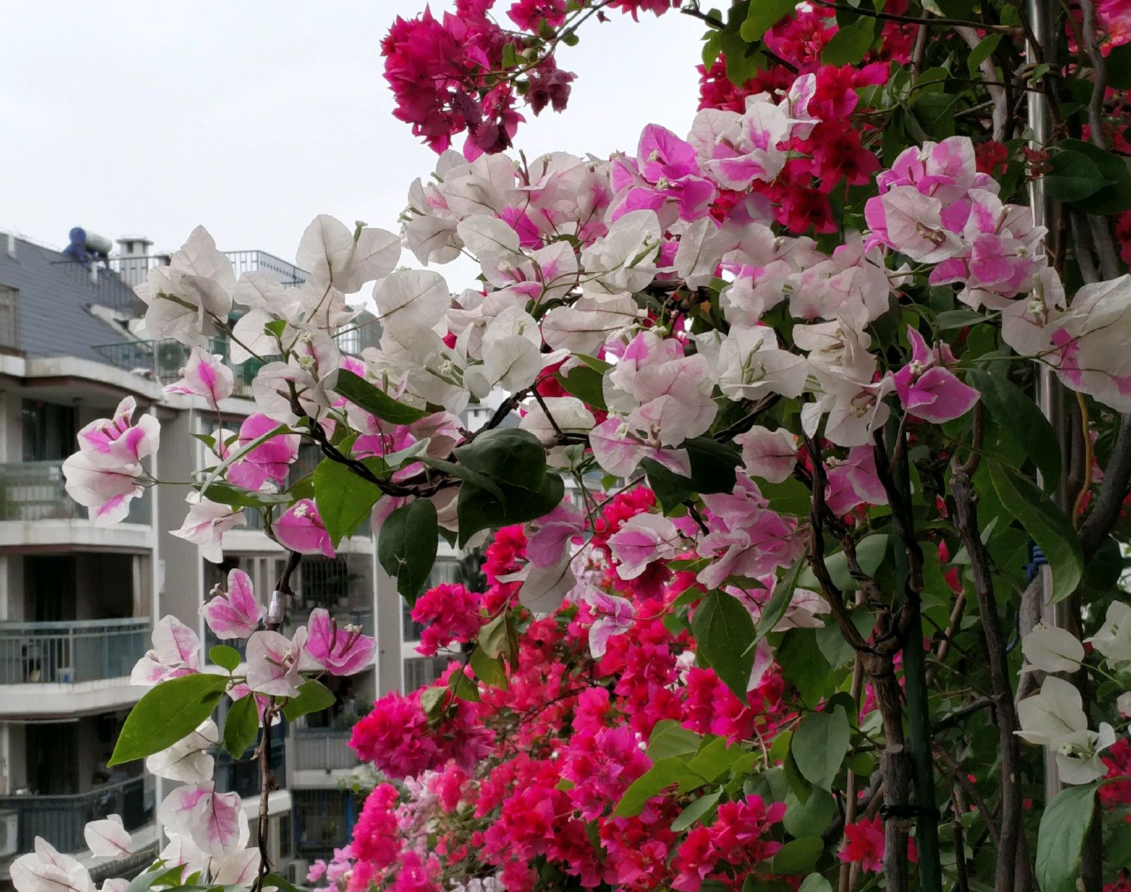 哪些花卉不适合喷磷酸二氢钾,花卉磷酸二氢钾能连续使用吗