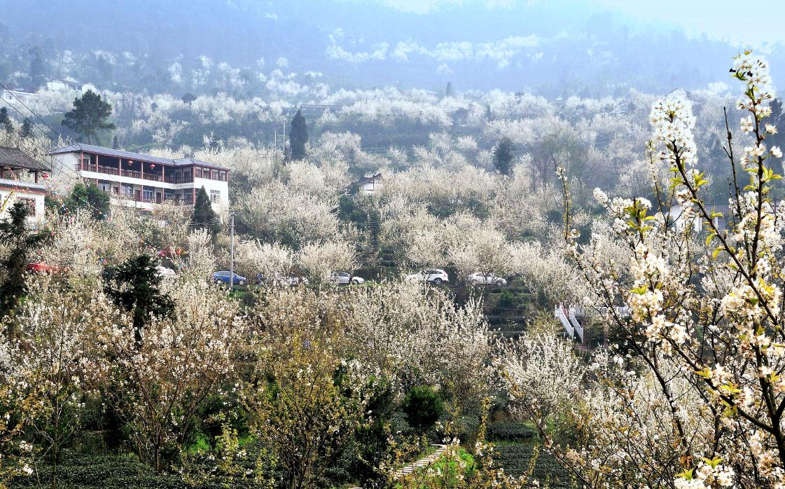 成都市美丽乡村游,留在家乡四川