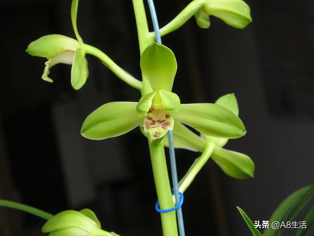 每日一兰花故事～中国兰花.惠兰名品.大一品