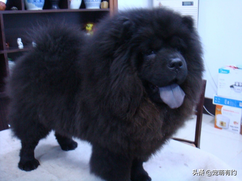 新手喂养松狮犬需要注意哪些问题,松狮犬好养吗如何饲养松狮犬