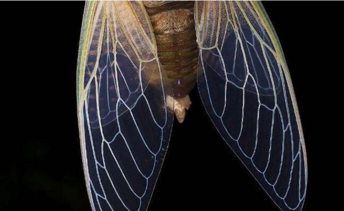 古人上厕所是用什么擦的,古人上厕所能擦干净吗