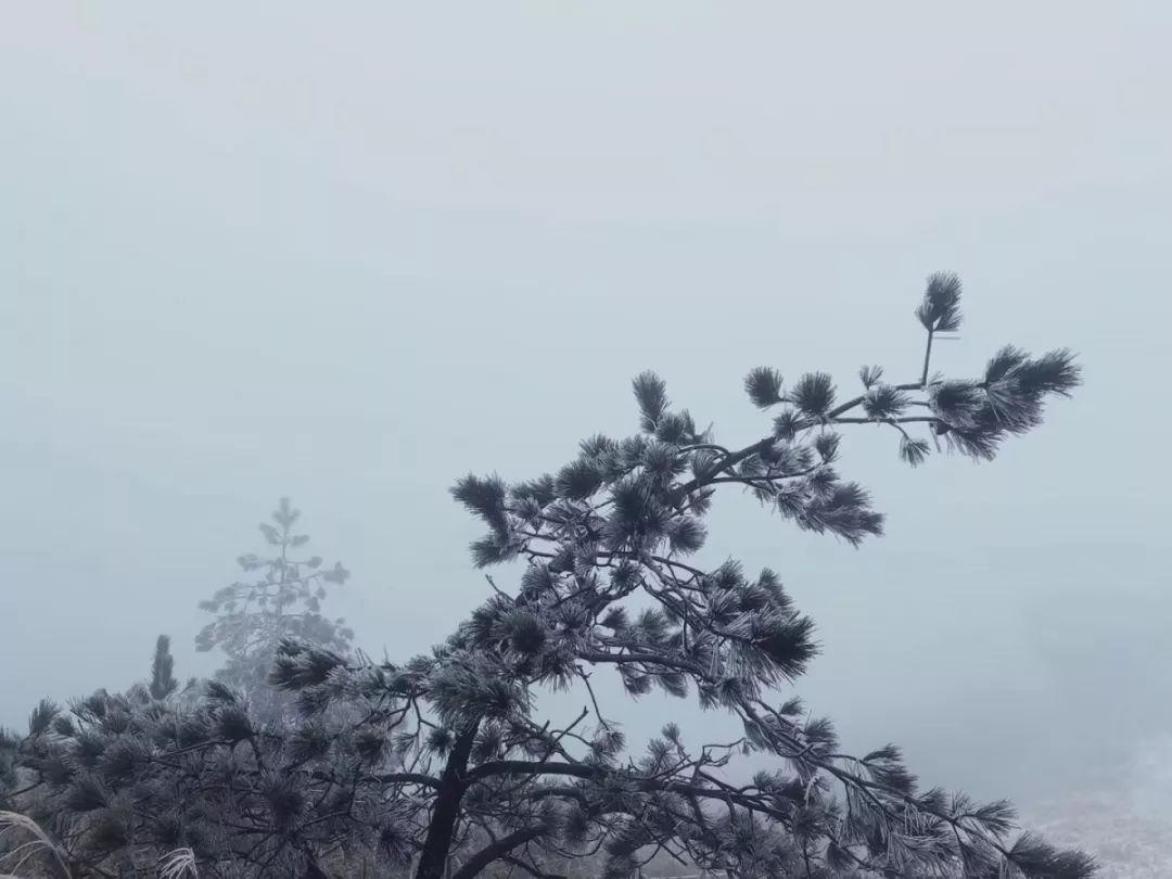 九仙山雾凇1到6度能看到吗,今天九仙山有雾凇吗