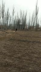 买买提篮球运动员,买买提踢足球