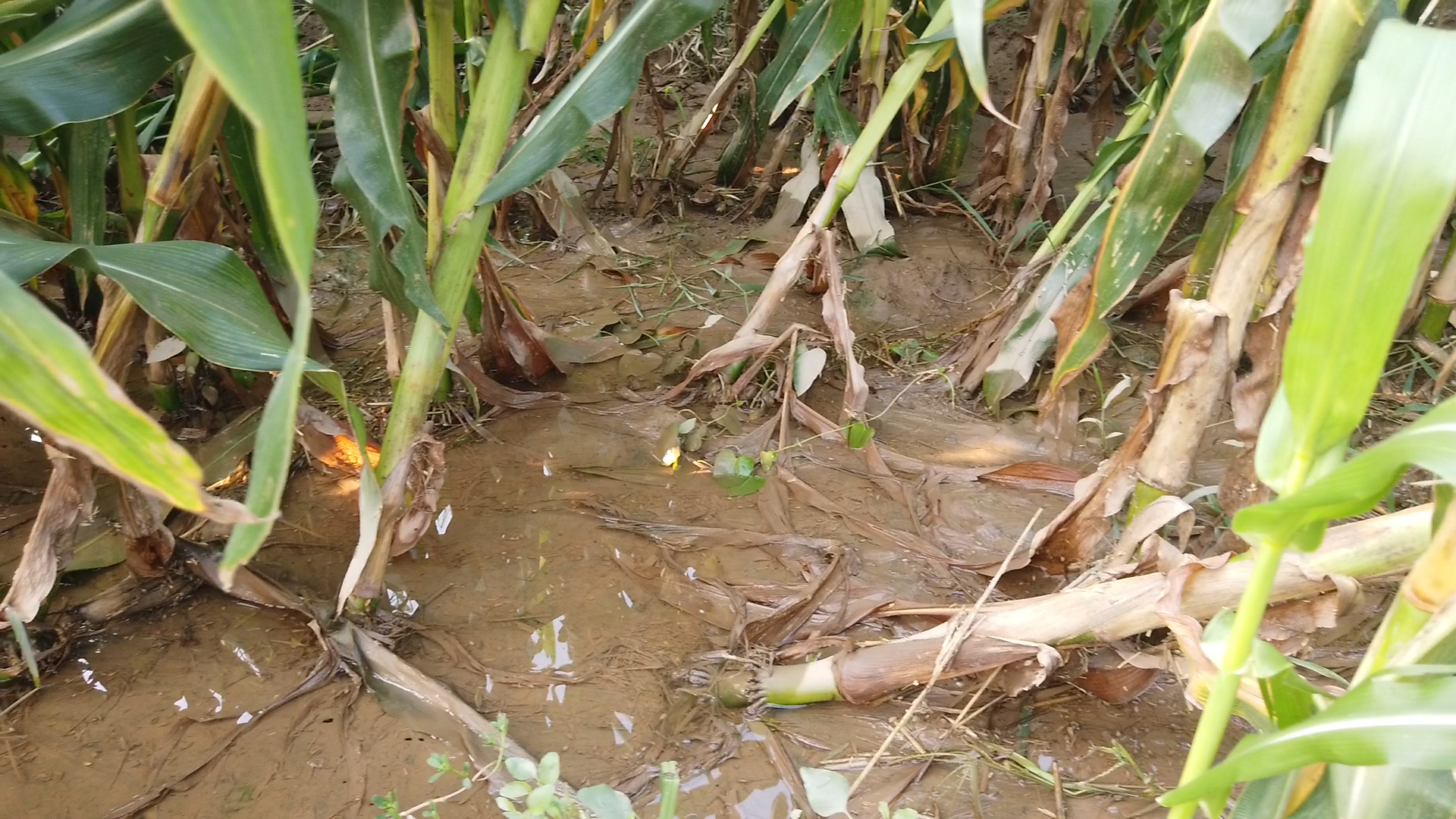 玉米高产控旺的最佳时间,打玉米控旺药上午打还是下午打好