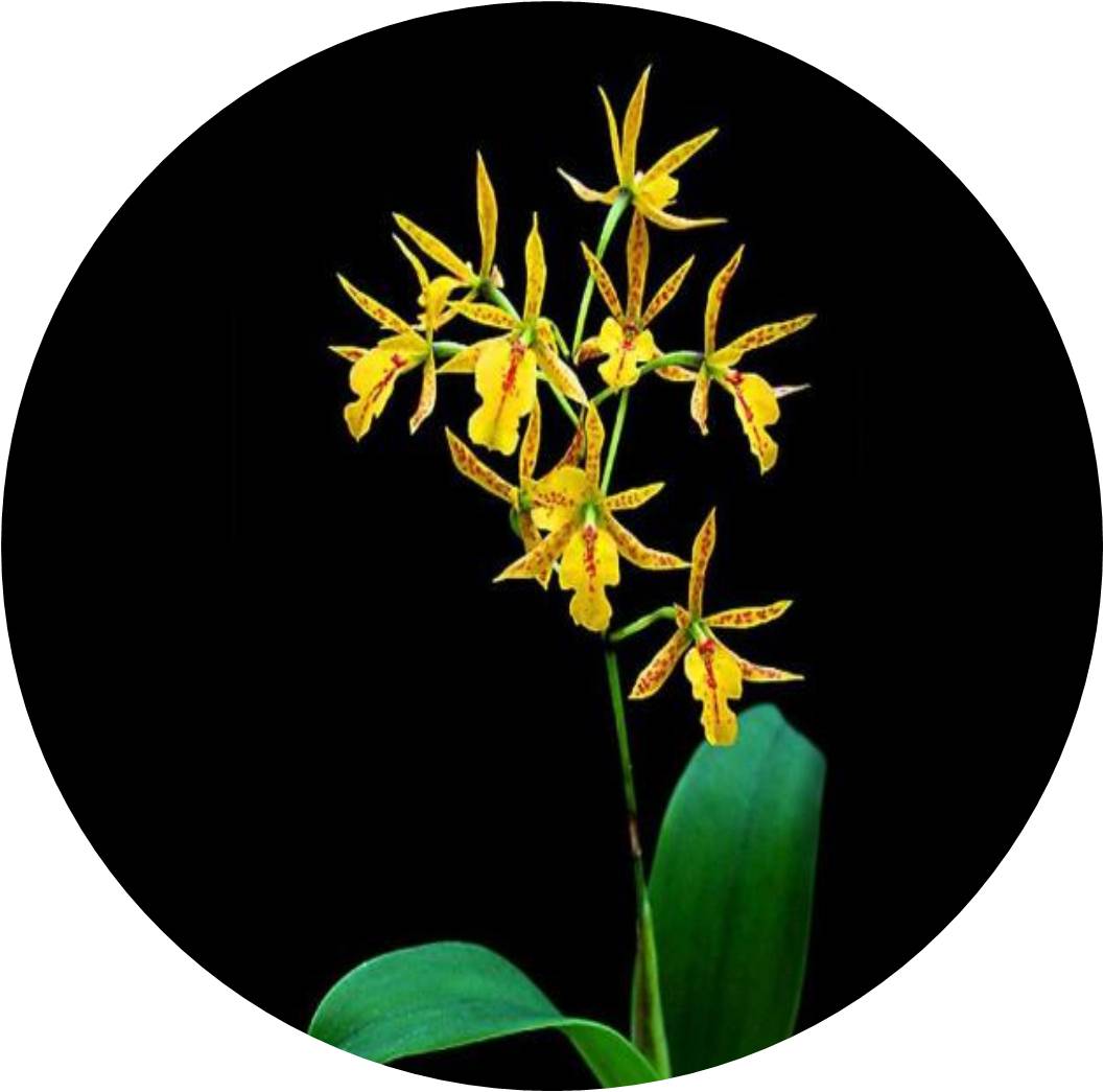 菊竹梅兰图欣赏,花中四君子的兰花图片