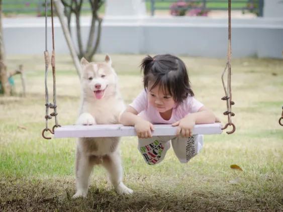 狗的自述,一只狗的自述翻唱