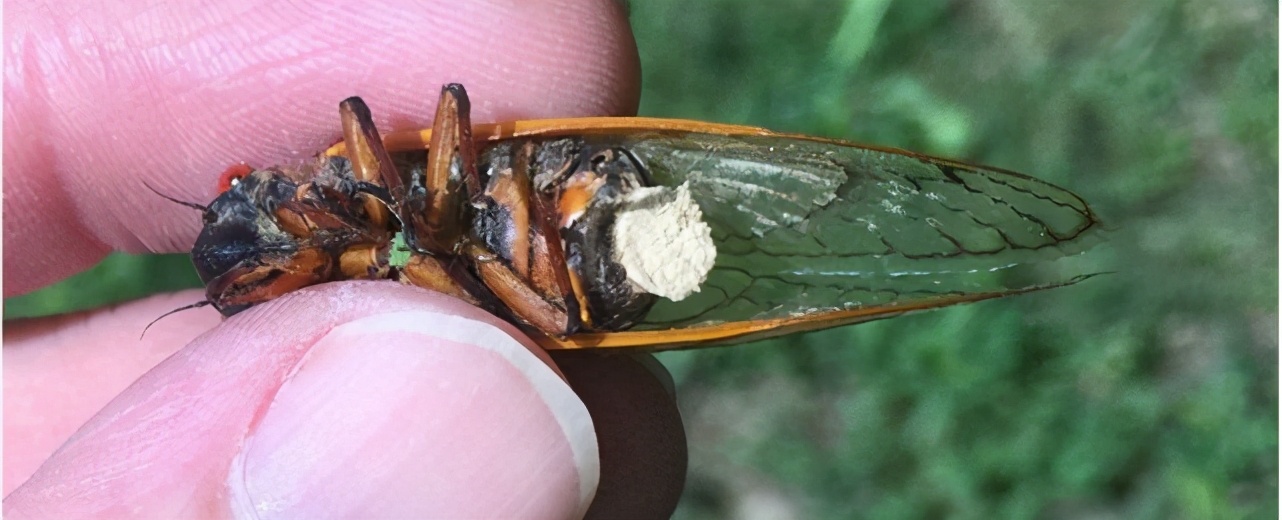 十七年蝉和普通蝉可以繁殖吗,17年出现一次的蝉