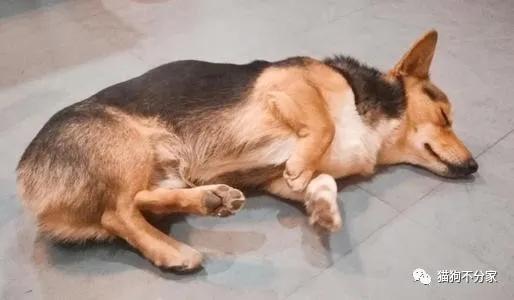 狗狗得了犬瘟怎么办？带你全面了解犬瘟病毒，铲屎官必看