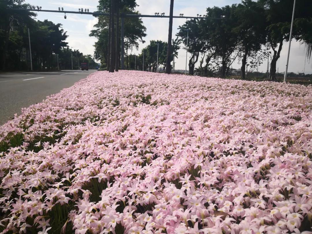 风雨兰的惊艳,风雨兰花开花